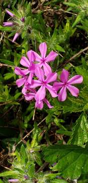 Image of hairy phlox