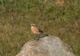 Image of Oenanthe oenanthe oenanthe (Linnaeus 1758)