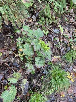 Image of Appalachian bugbane