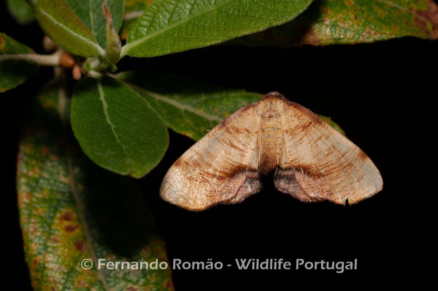 Image of scorched wing