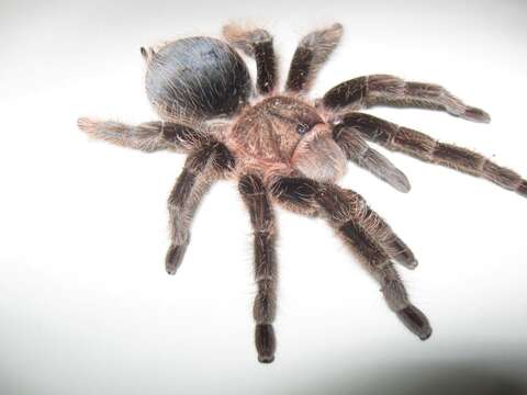 Image of Curlyhair tarantula