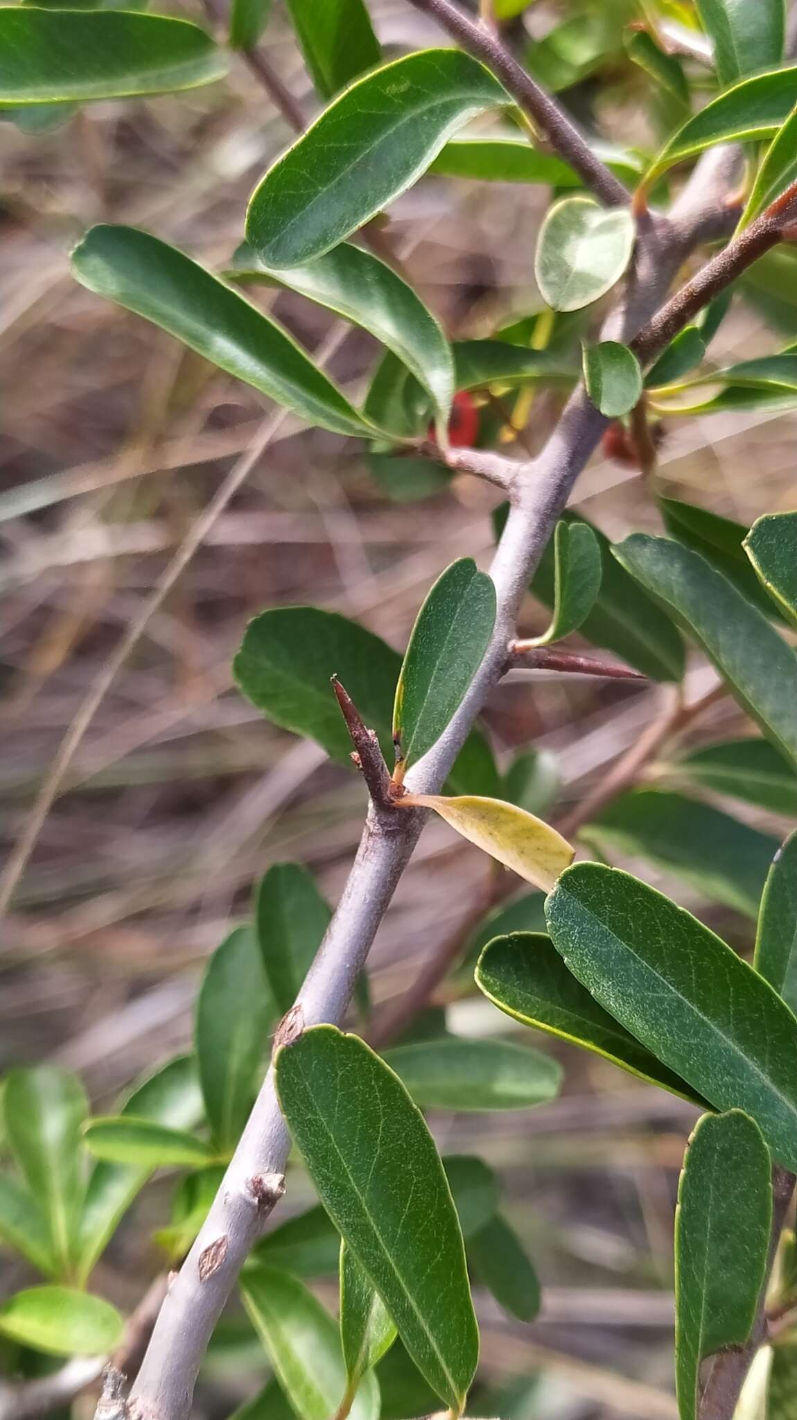 Image de Pyracantha fortuneana (Maxim.) H. L. Li