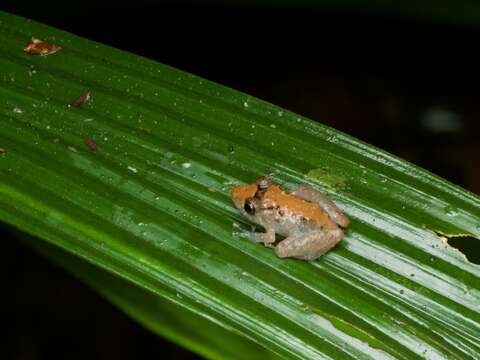 Image of Pristimantis luscombei (Duellman & Mendelson 1995)