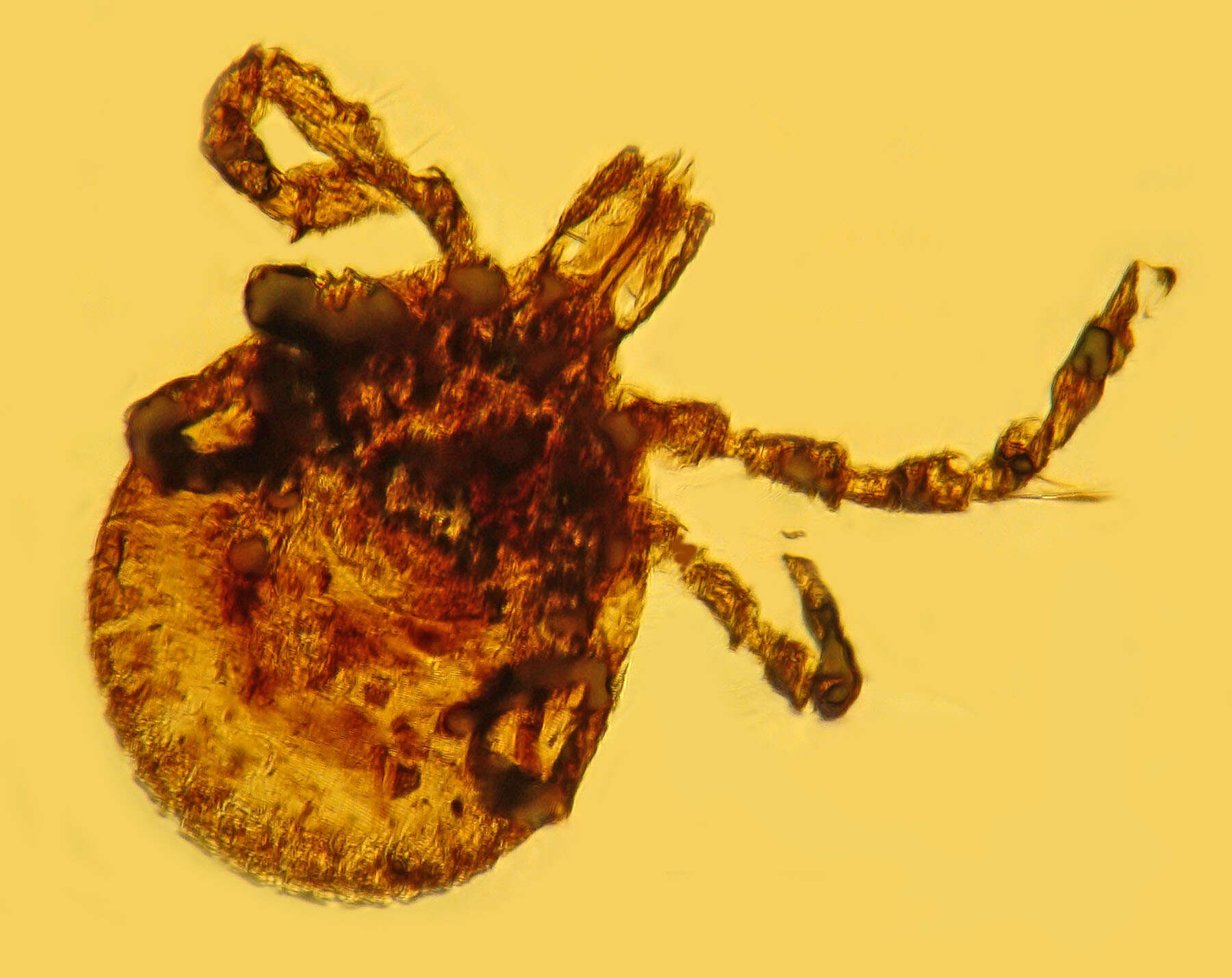 Image of hard ticks