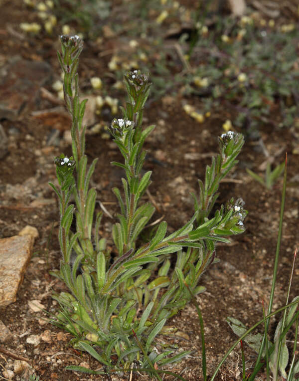 Image of Lappula redowskii var. redowskii