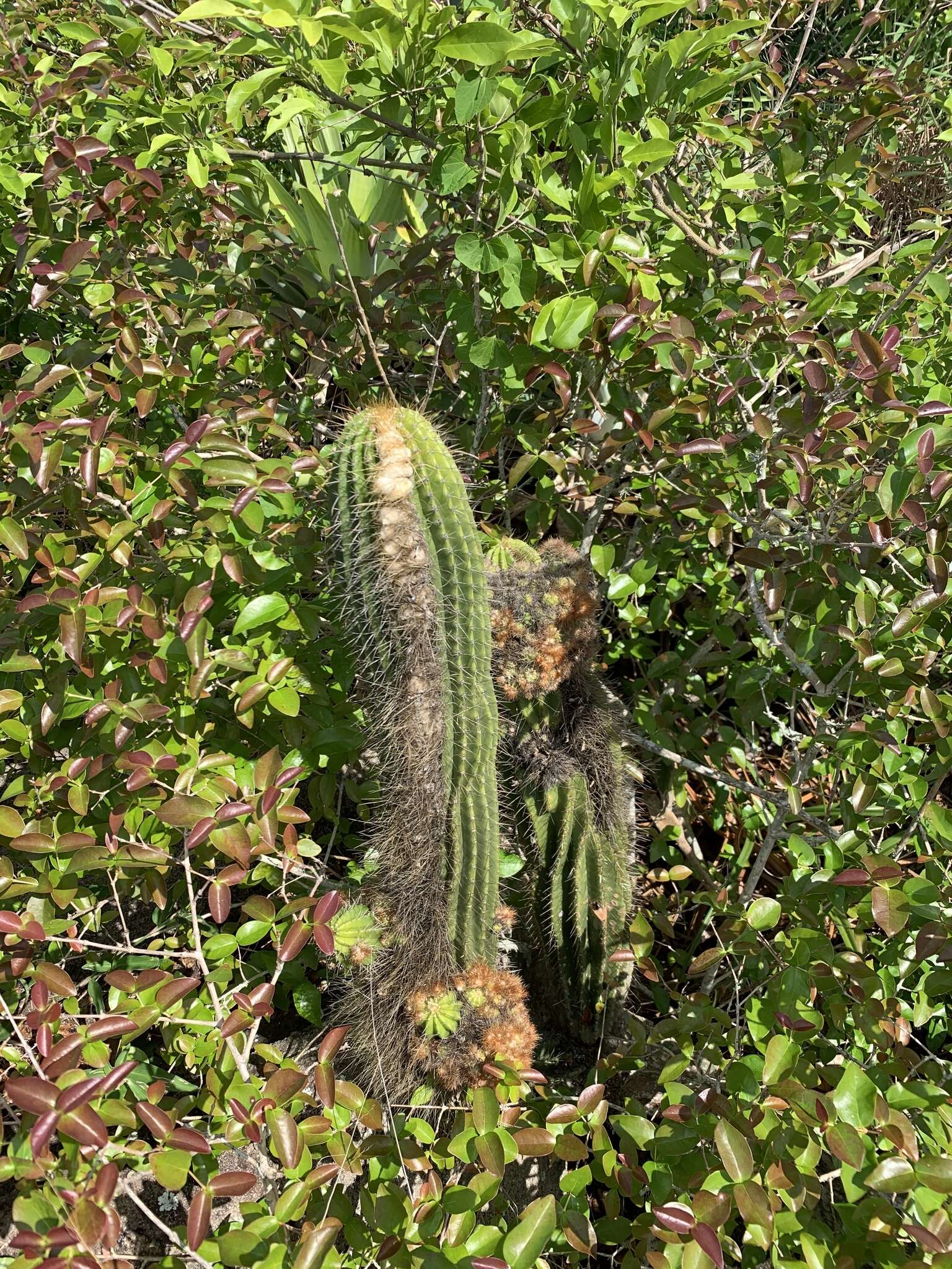 Imagem de Coleocephalocereus fluminensis (Miq.) Backeb.