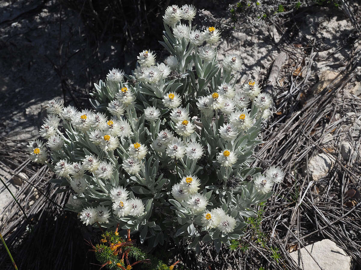 Image of Syncarpha argyropsis (DC.) B. Nord.