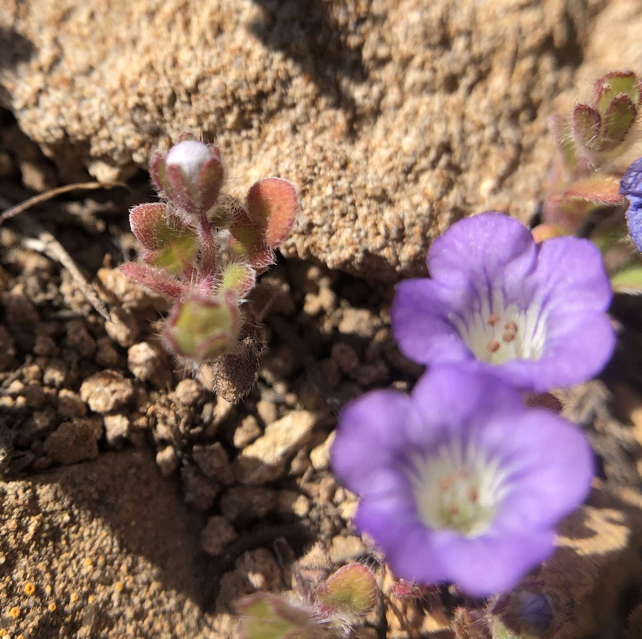 Phacelia douglasii var. petrophila Jeps. resmi