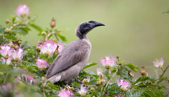 صورة طائر الراهب