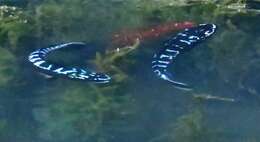 Image of Giant Snakehead