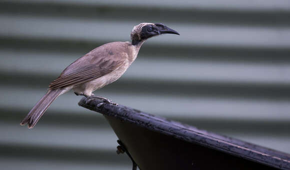 صورة طائر الراهب