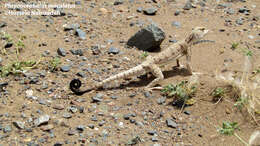 Image of Blacktail Toadhead  Agama