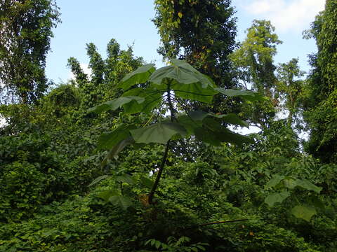 Image of balsa tree