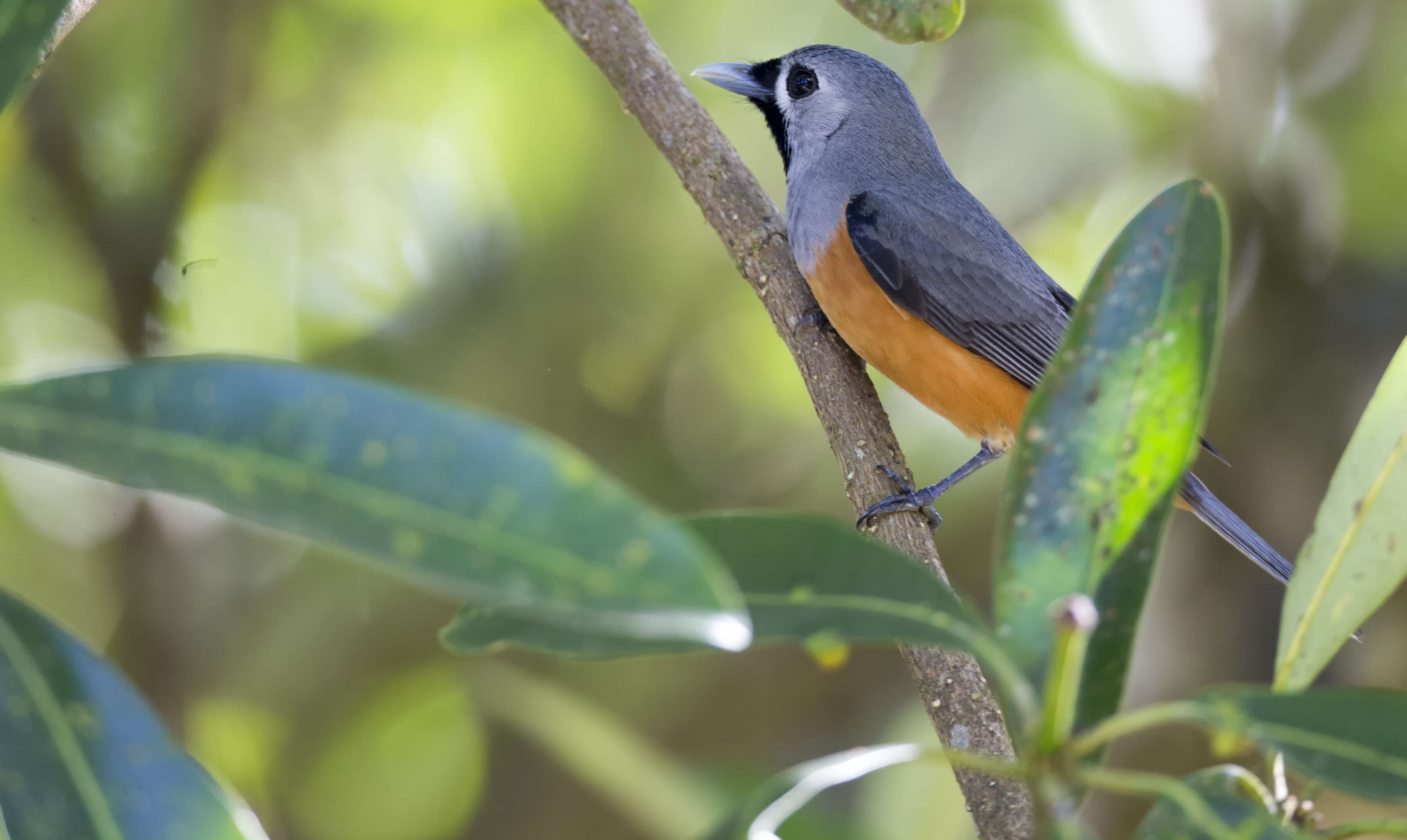 Image of Black-faced Monarch