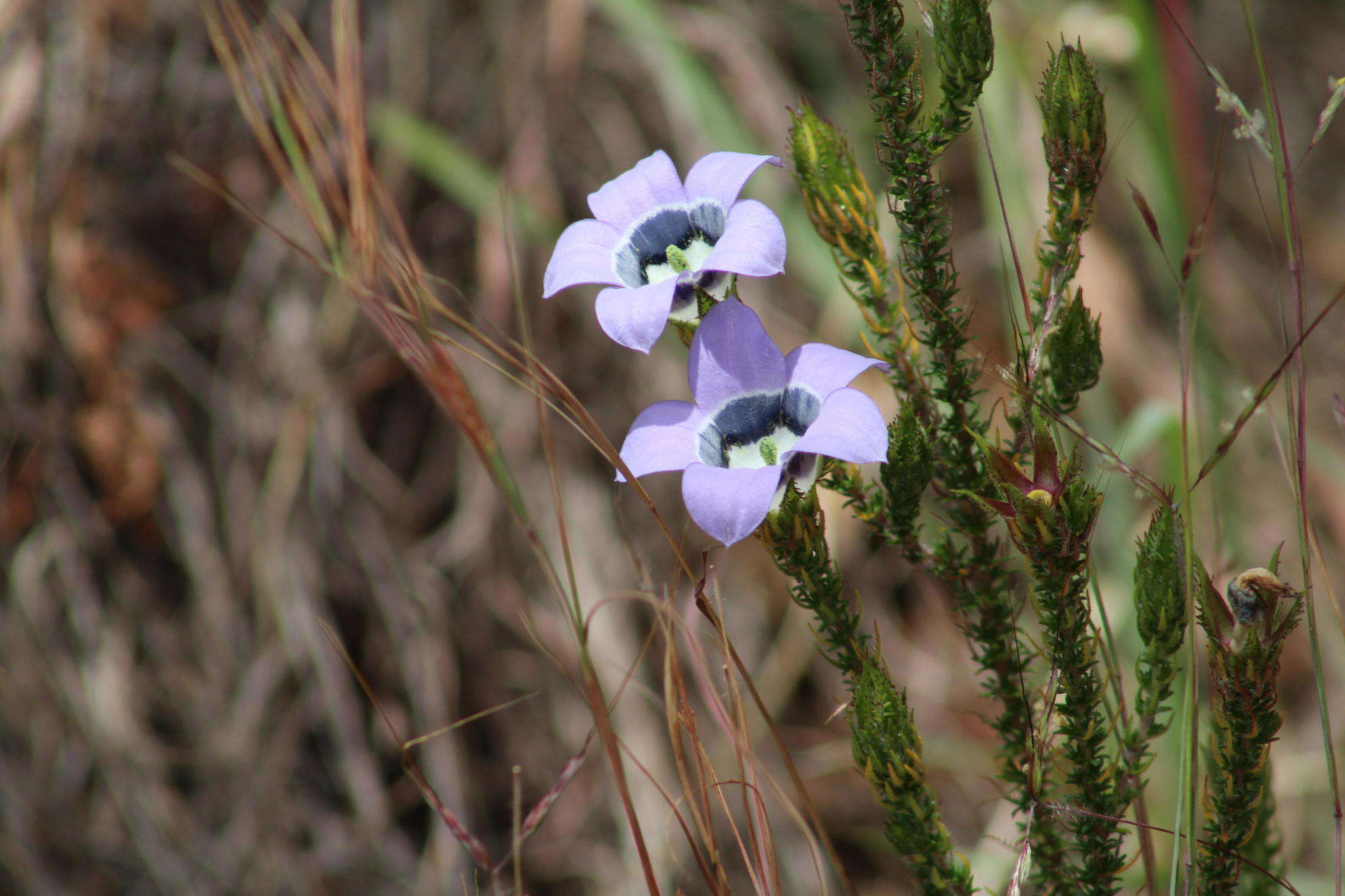 Image of Roella ciliata L.