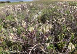 Image of Saltmarsh Salt-Bird's-Beak