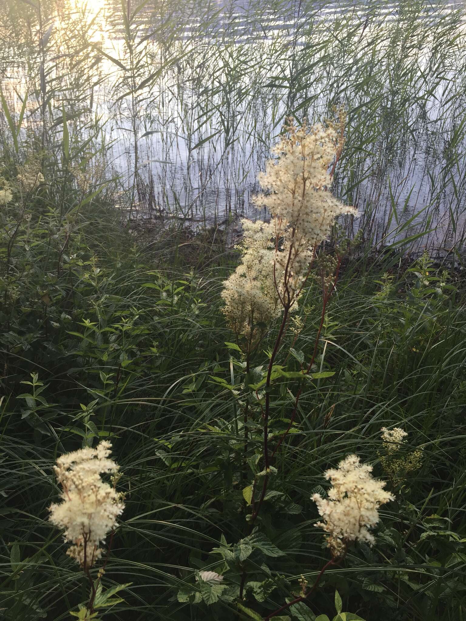 Image of Meadowsweet