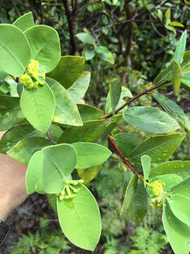 Image of Oahu False Ohelo