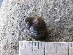 Image of eroded periwinkle