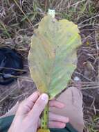 Image of Handroanthus coronatus (Proença & Farias) Farias