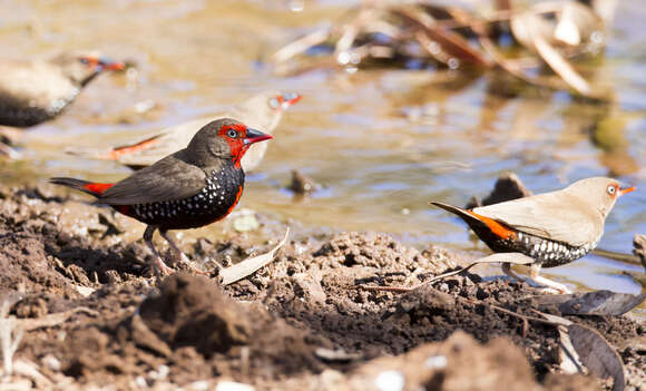 Image of Painted Finch