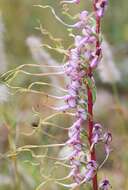 Himantoglossum caprinum subsp. jankae (Somlyay, Kreutz & Óvári) R. M. Bateman, Molnar & Sramkó resmi