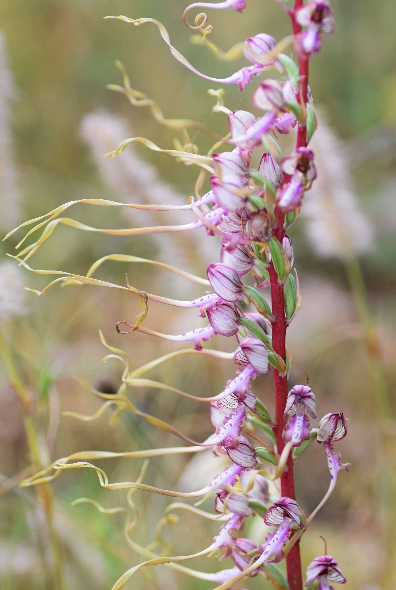 Image of Himantoglossum caprinum subsp. jankae (Somlyay, Kreutz & Óvári) R. M. Bateman, Molnar & Sramkó