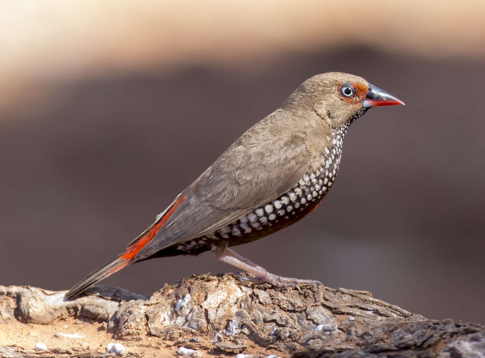 Image of Painted Finch