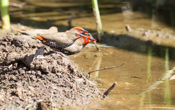 Image of Painted Finch