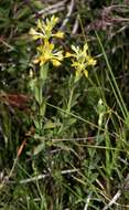 Image of Pimelea curviflora R. Br.