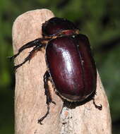 Image of Xylotrupes gideon sondaicus Silvestre 2002