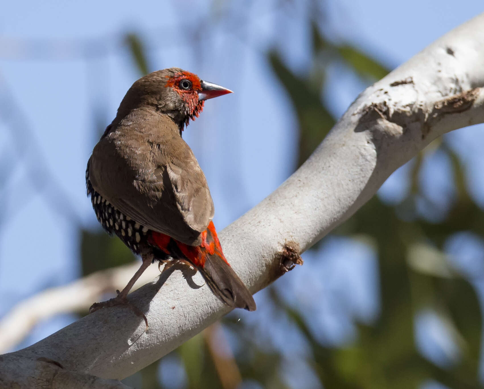 Image of Painted Finch