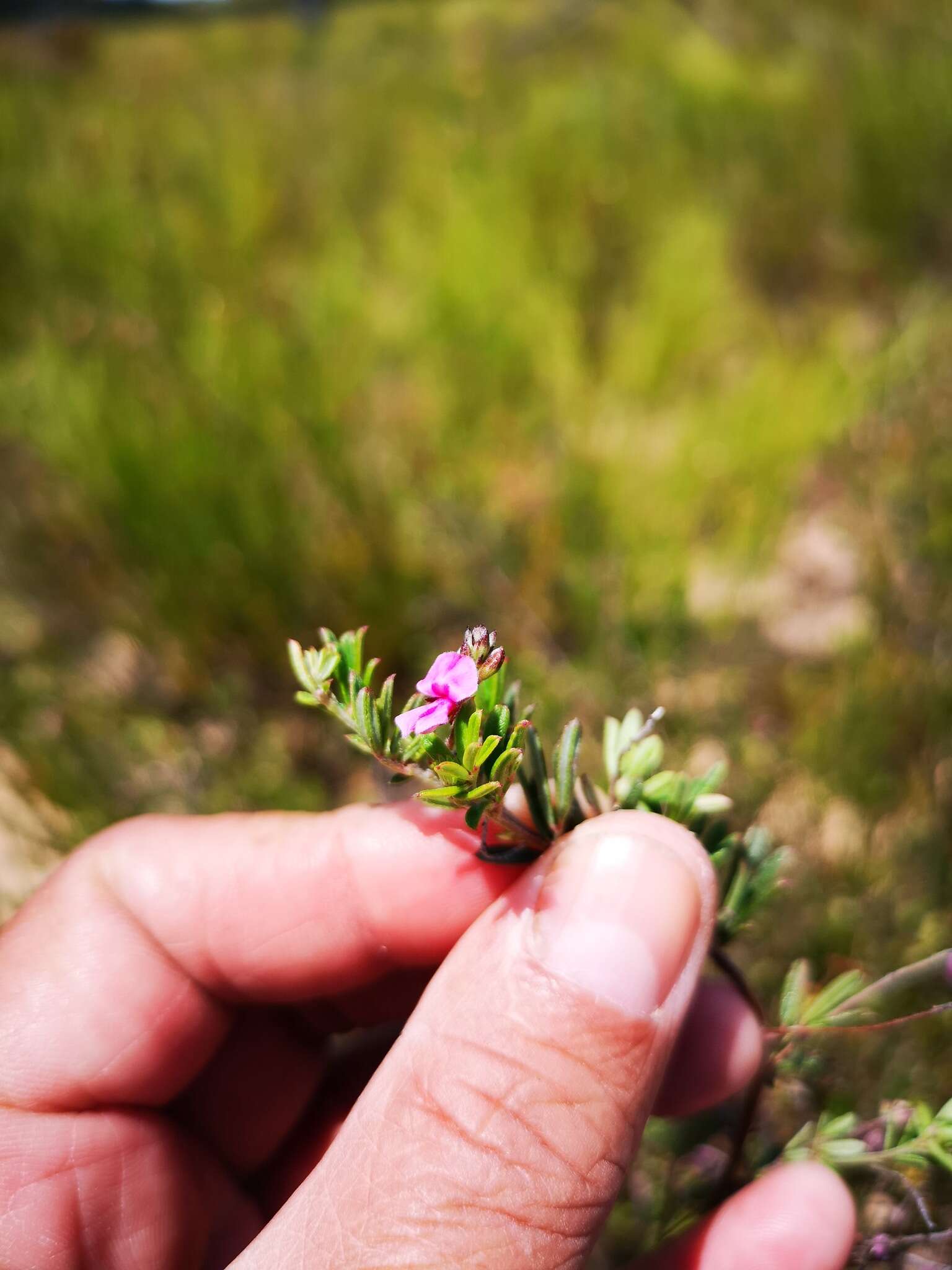 Imagem de <i>Indigofera <i>angustifolia</i></i> var. angustifolia