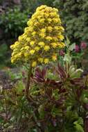 Image of Aeonium arboreum subsp. holochrysum (H. Y. Liu) Bañares