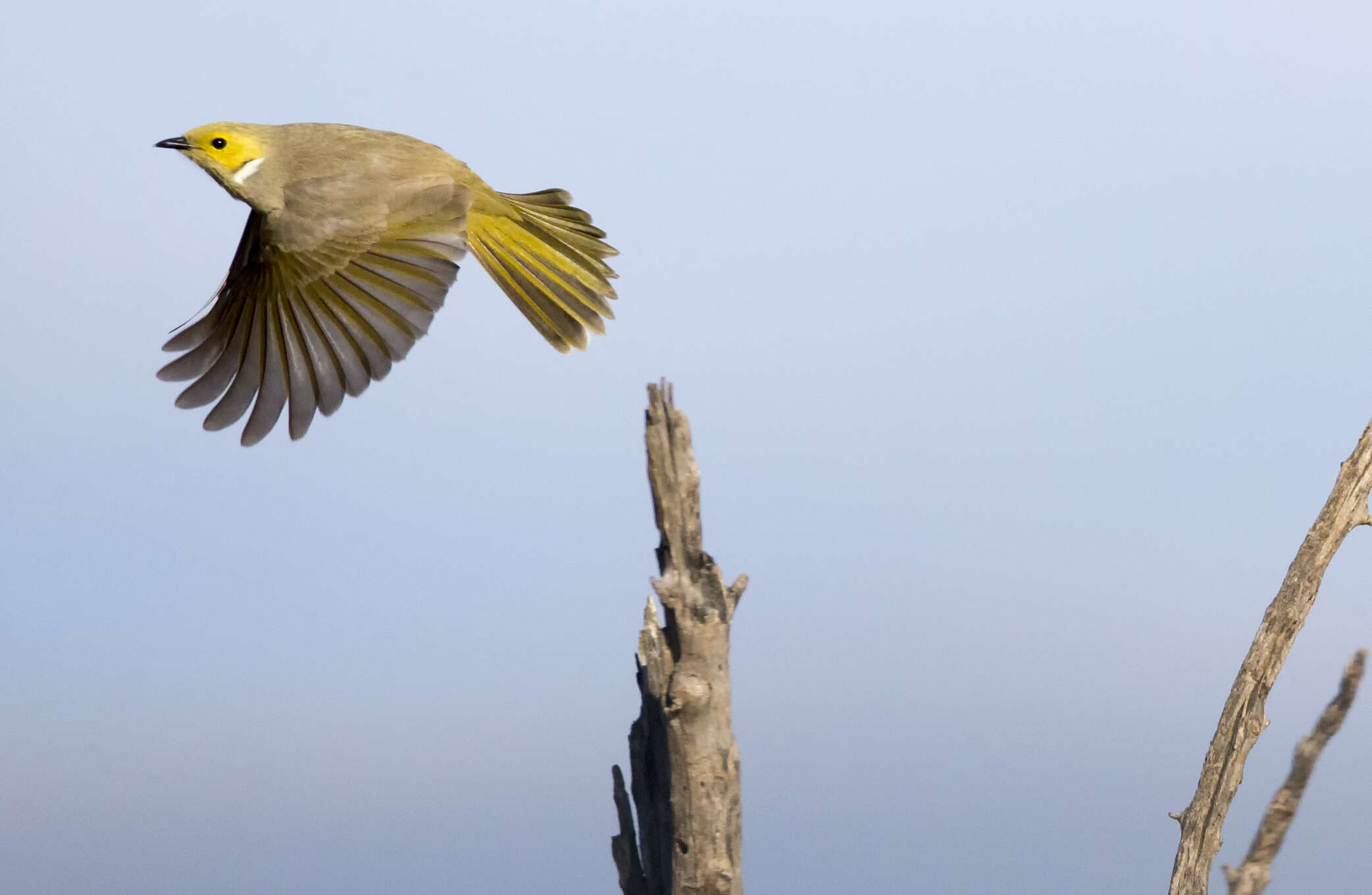 Image of White-plumed Honeyeater