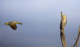 Image of White-plumed Honeyeater