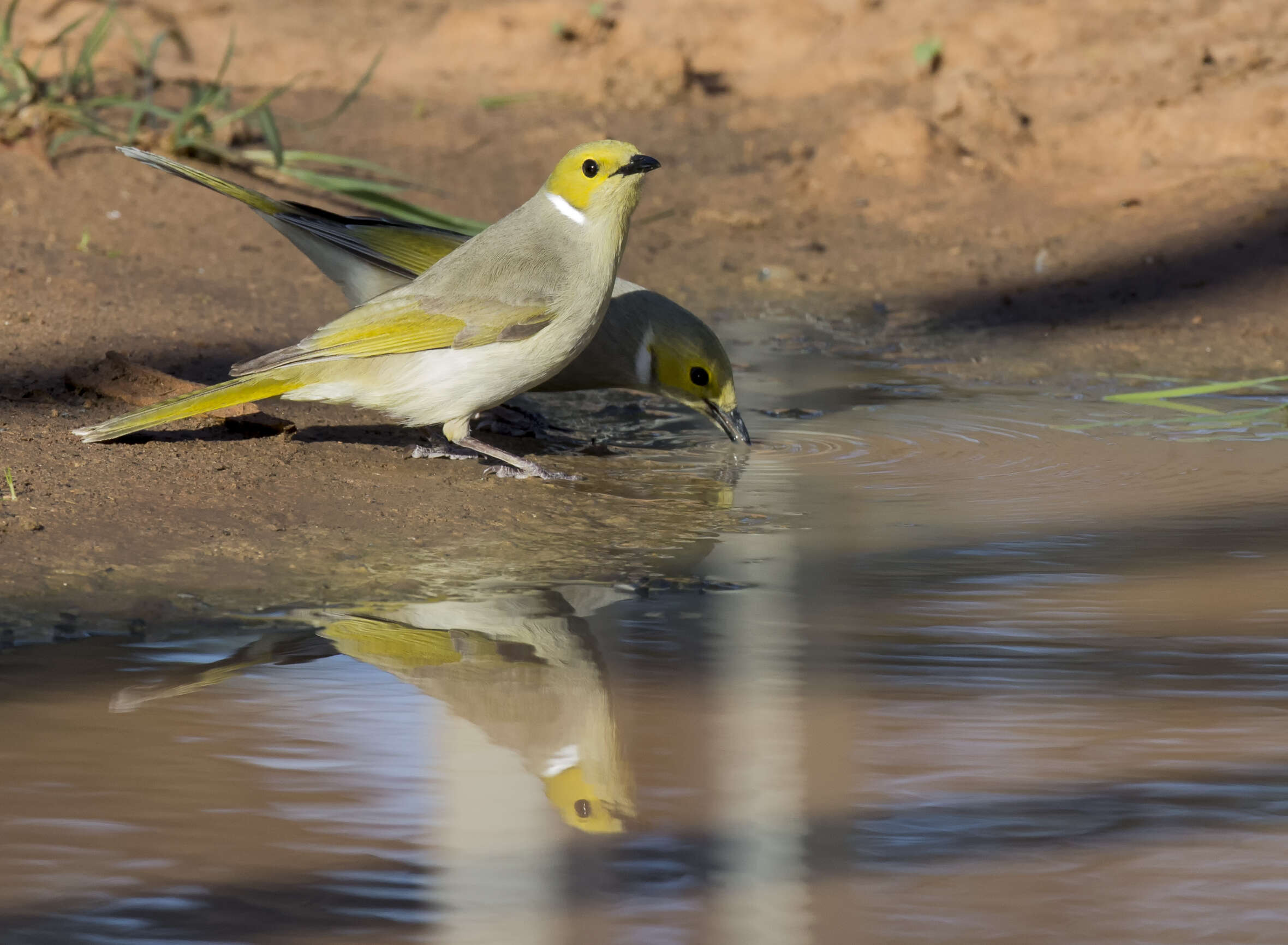 Image of White-plumed Honeyeater