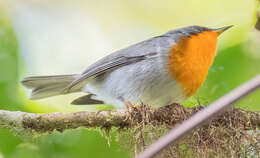 Image of Flame-throated Warbler