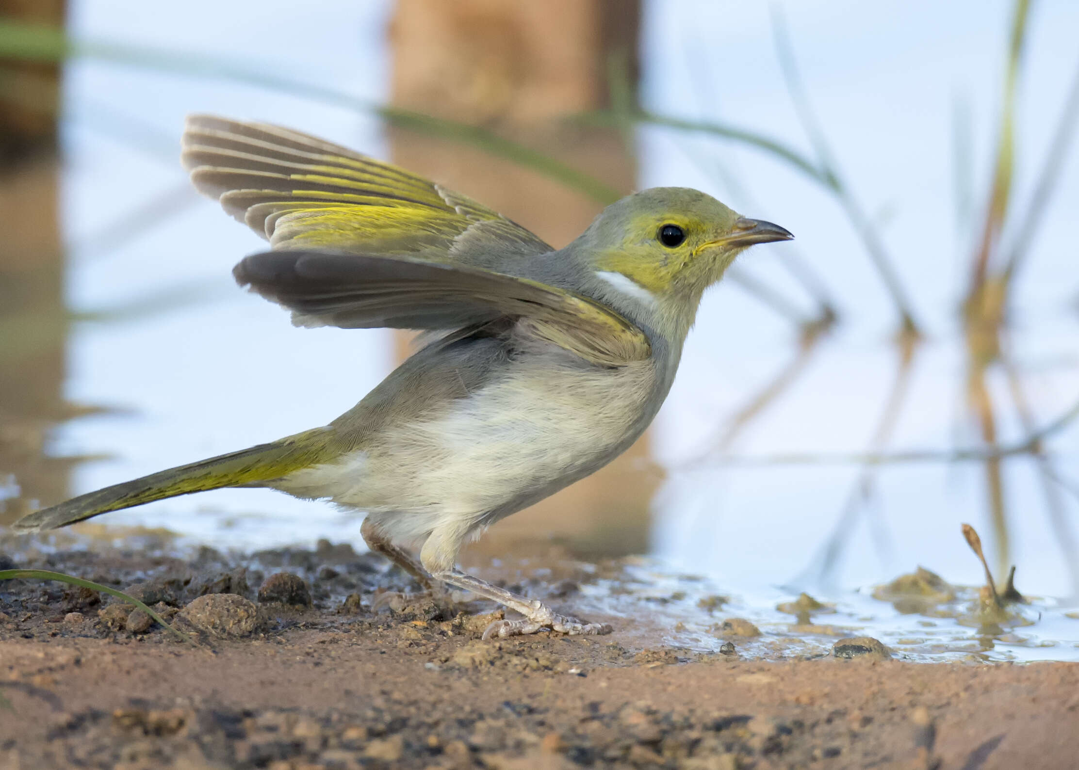 Image of White-plumed Honeyeater