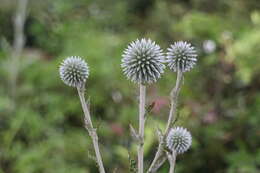 Image of Echinops grijsii Hance