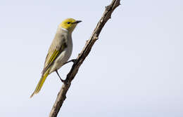 Image of White-plumed Honeyeater