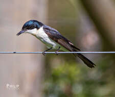 Image of Restless Flycatcher