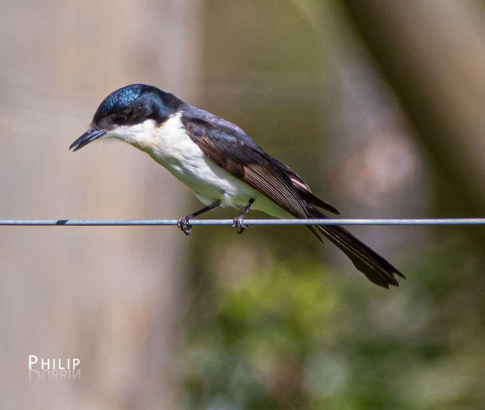 Image of Restless Flycatcher