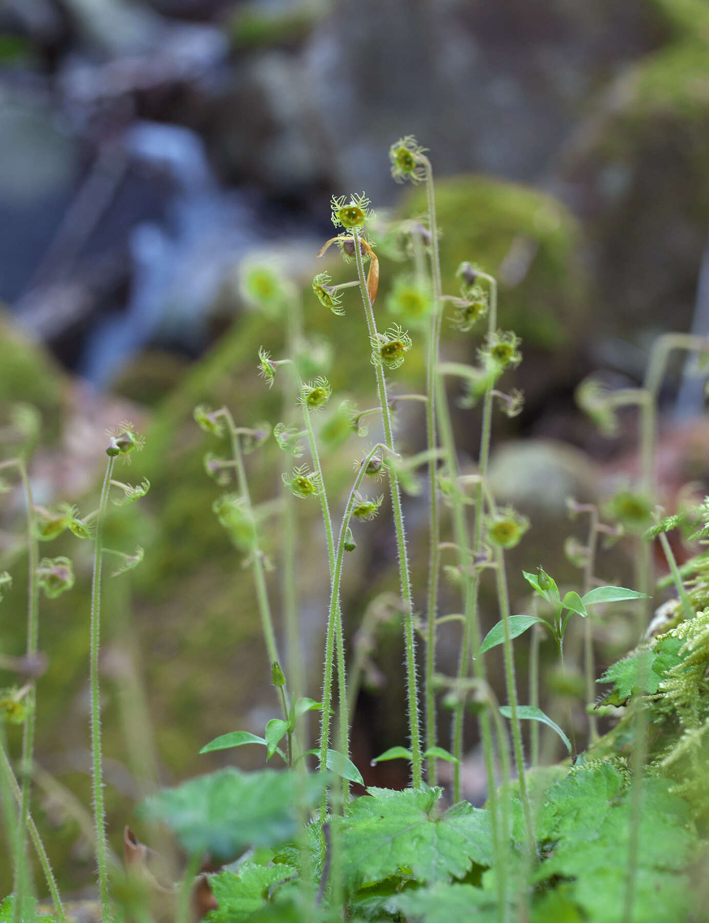 Image of Asimitellaria pauciflora (Rosend.) R. A. Folk & Y. Okuyama