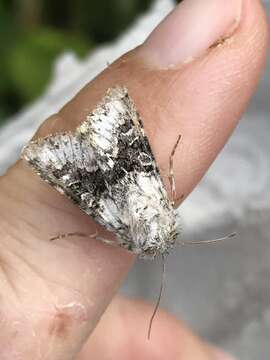 Image of broad-barred white