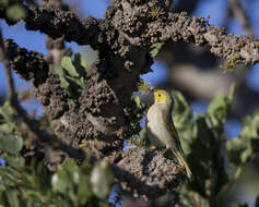 Image of White-plumed Honeyeater