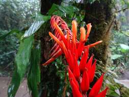 Image of Pitcairnia brittoniana (Mez) Mez