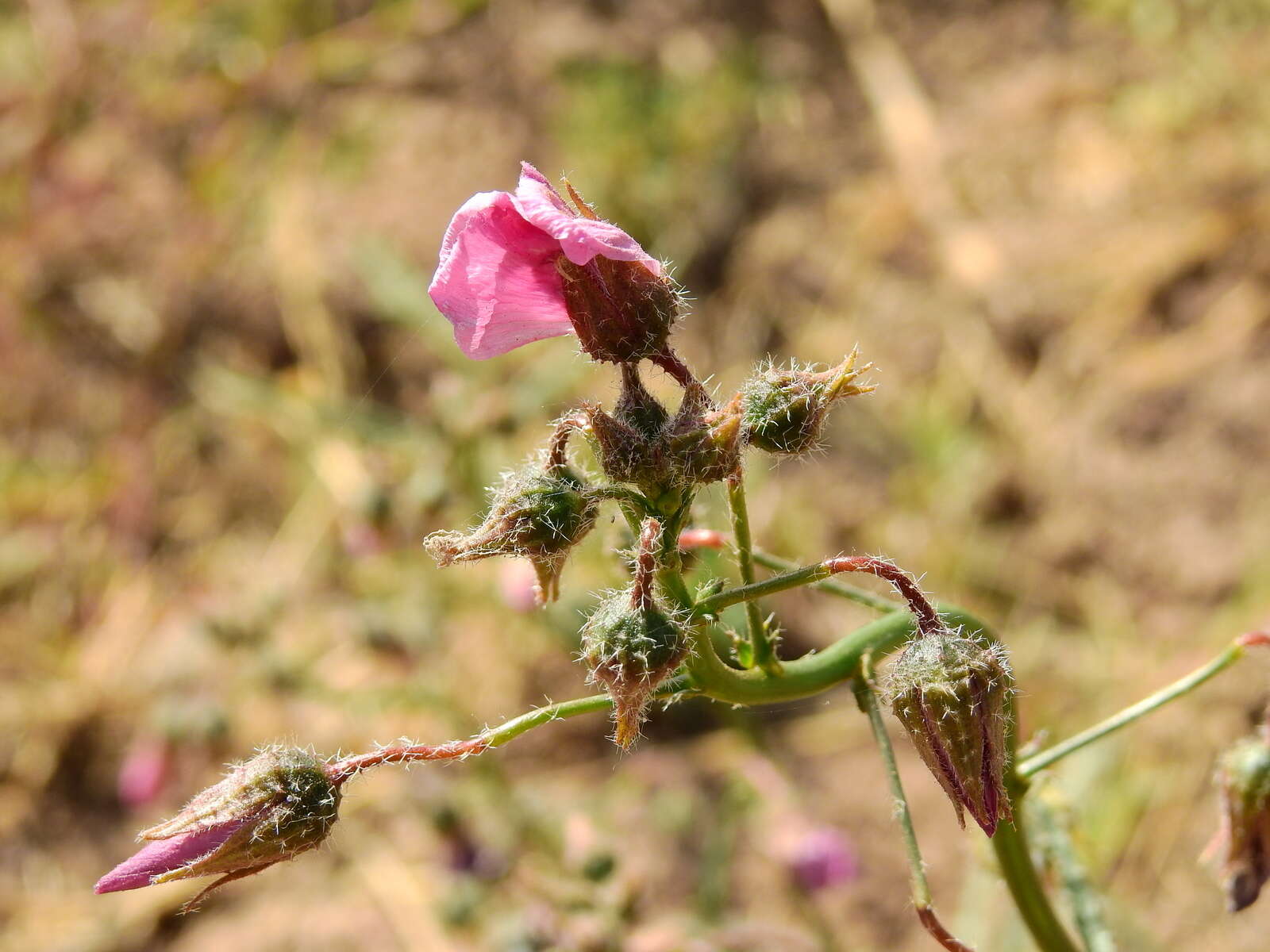 Plancia ëd Lecanophora heterophylla (Cav.) Krapov.