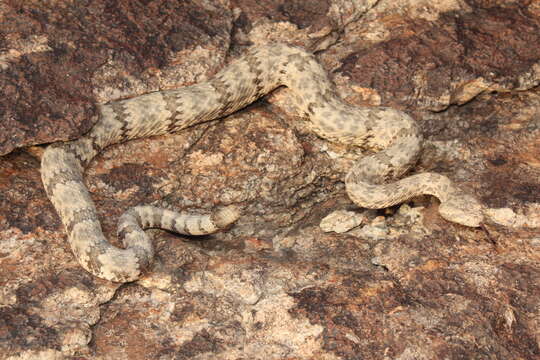 Crotalus lepidus lepidus (Kennicott 1861) resmi