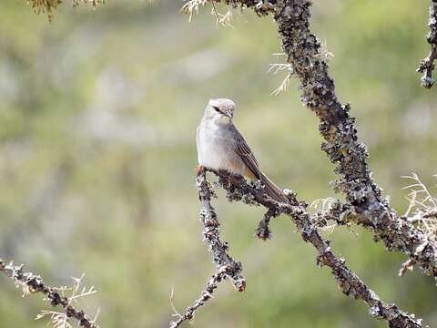 صورة <i>Bradornis microrhynchus</i>